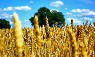 Cornfield