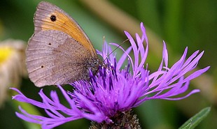 Black Napweed Butterfly