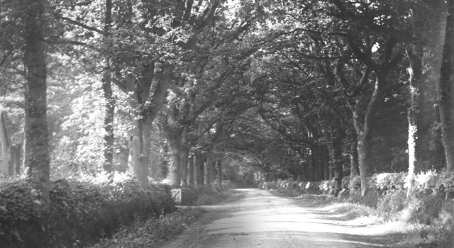 Historical Elvetham woodlands
