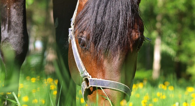 Horse grazing