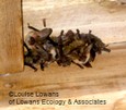 Local Bats are Roosting