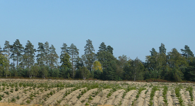 Yattendon Estate Christmas trees