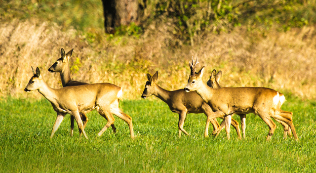 Roe Deer