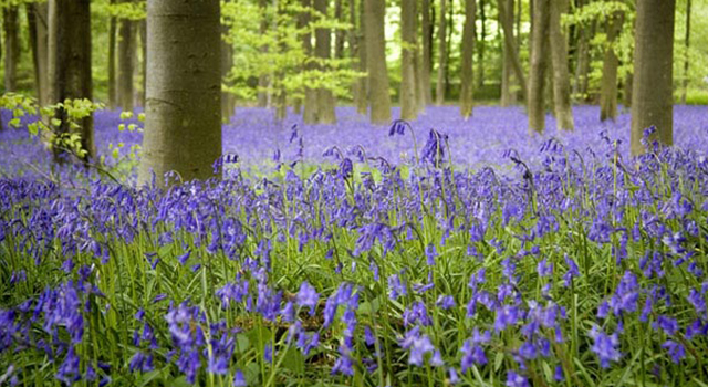 Bluebell Woods