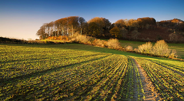 Ploughed field